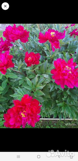 Многолетние цветы