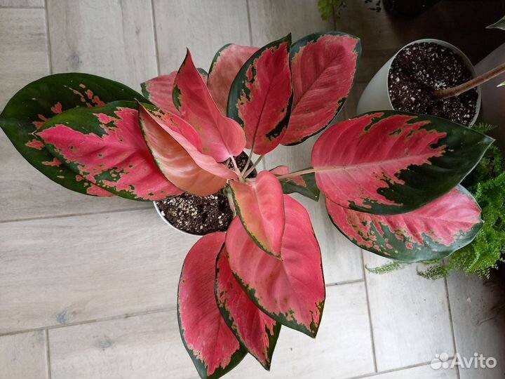 Аглаонема pa ram ruay