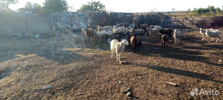 Овцы бараны
