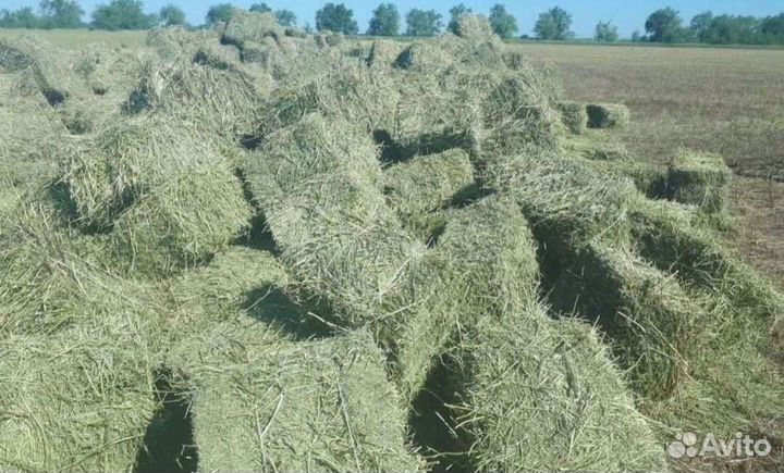 Сено 2023 тюки и рулоны разнотравье солома подстил