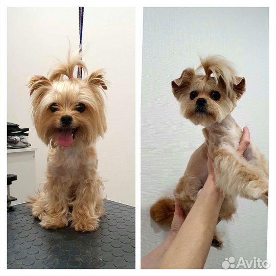 Стрижка собак и кошек/Груминг