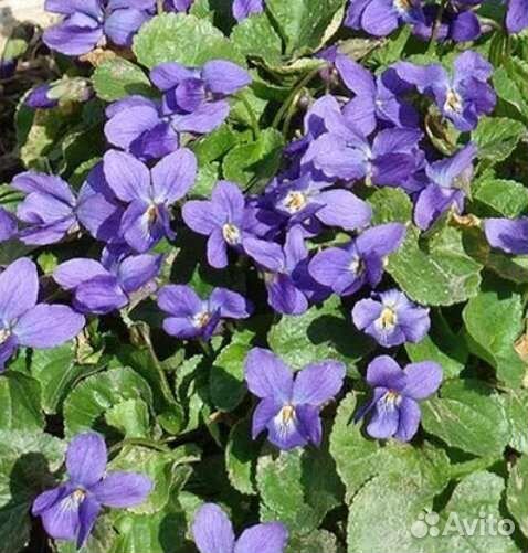 Многолетние садовые растения