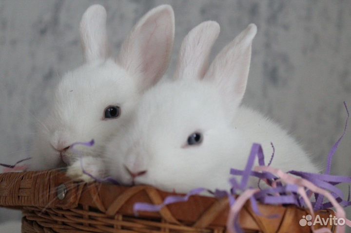 Кролик гермелин мальчик