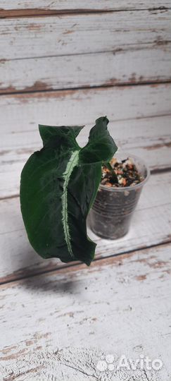 Комнатные растения. Сингониум