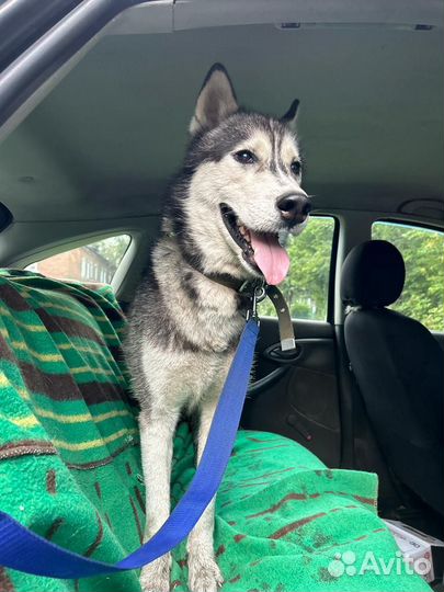 Хаски Алтай