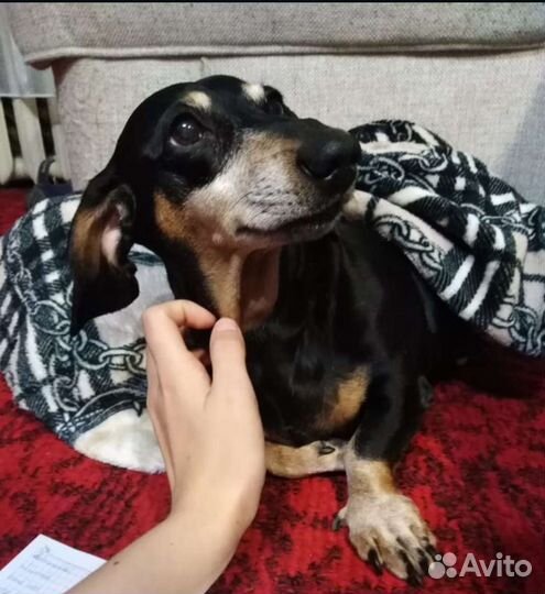 Передержка животных, зоогостиница,догситтер