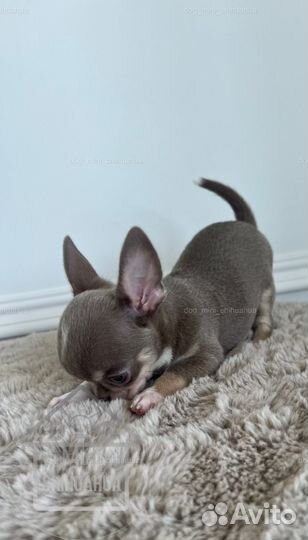 Чихуахуа мини мальчик