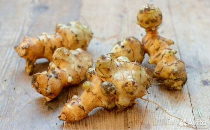 Свежие клубни топинамбура