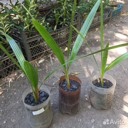 Финик канарский. Разного возраста