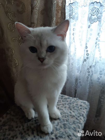 Британский кот