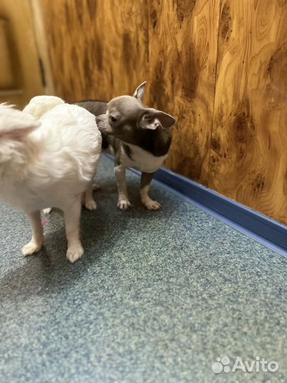 Чихуахуа вязка мини мальчик