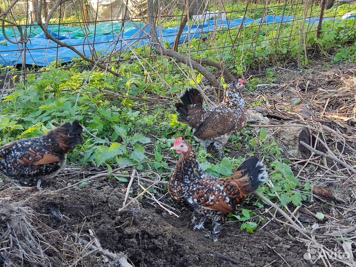 Бентамка ситцевая, Павловская белая.Яйцо и цыплята