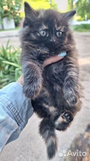 Котики бесплатно