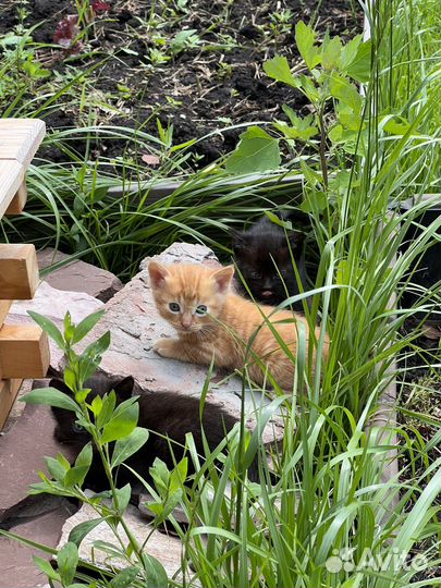 Кошки бесплатно