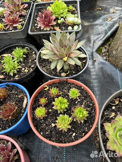 Молодило(каменная роза)