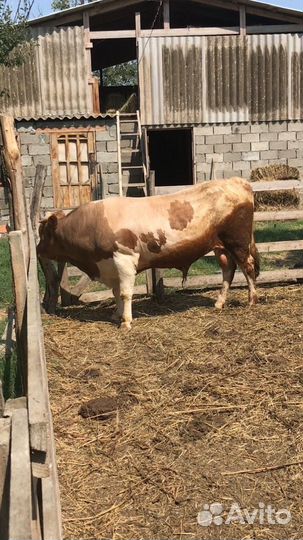 Быки на племя