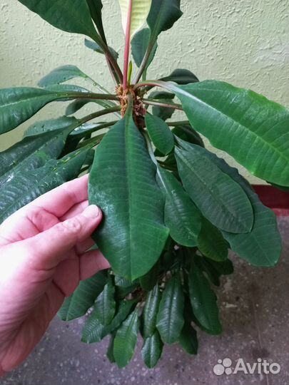 Молочай высота 1 метр