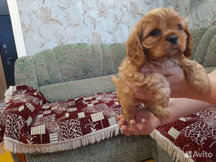 Кинг чарльз спаниель кавалеры