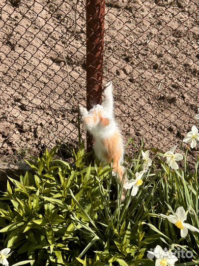 Котята 2 месяца
