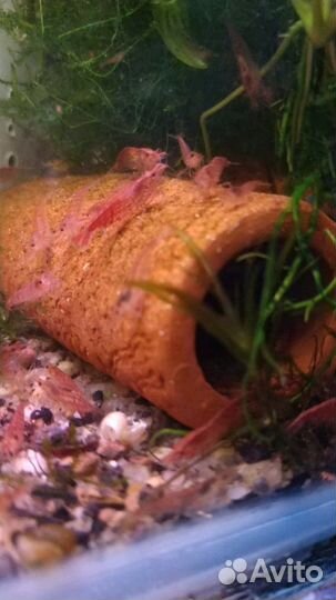 Аквариумные креветки-вишня