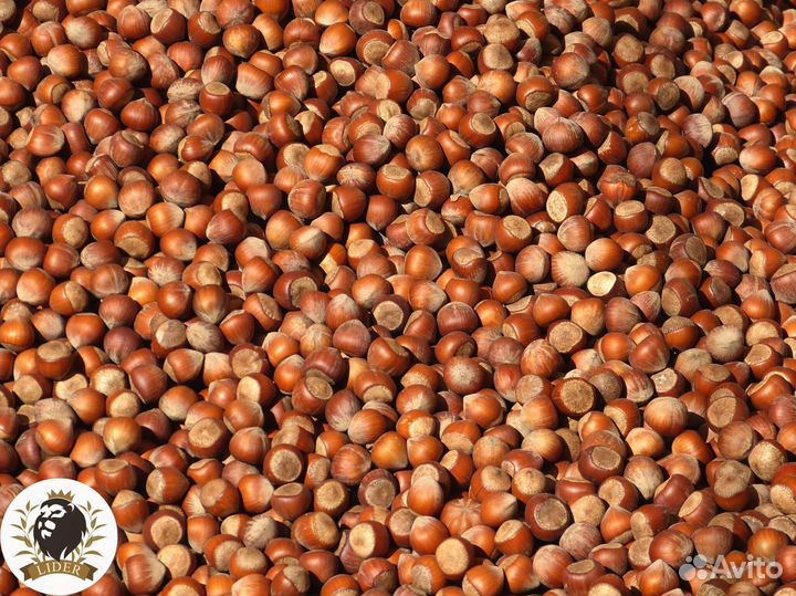 Фундук оптом