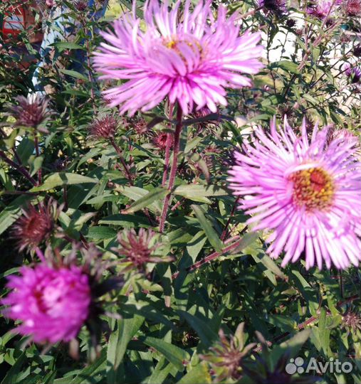 Цветы хризантемы