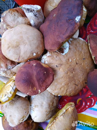 Белые грибы свежие