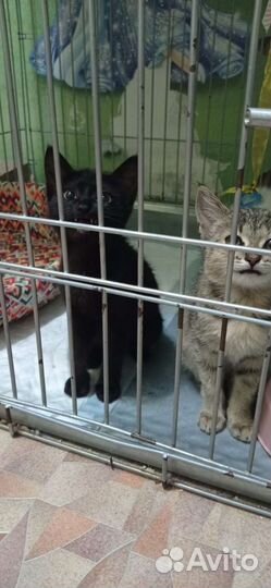 Подкидыши ищут дом