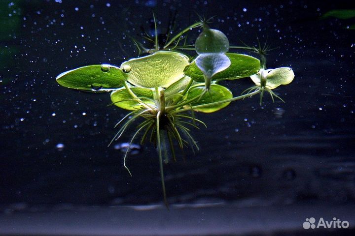 Лимнобиум (Limnobium sp.)