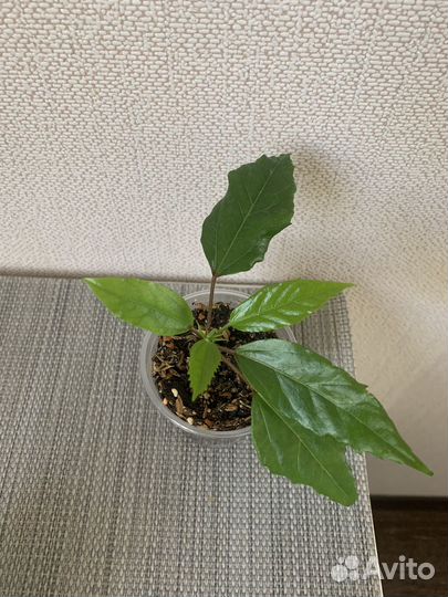 Гибискус купера