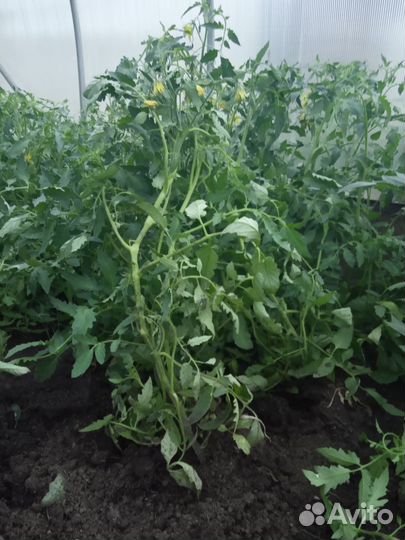 Рассада помидоров томатов