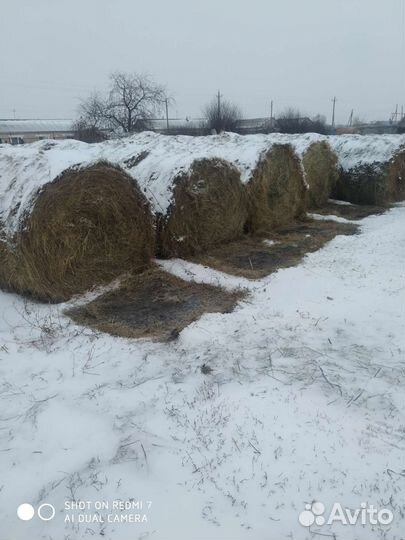 Сено в рулонах