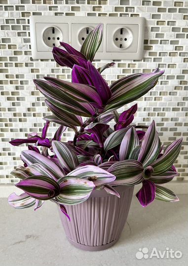 Традесканция (разные сортовые разновидности)