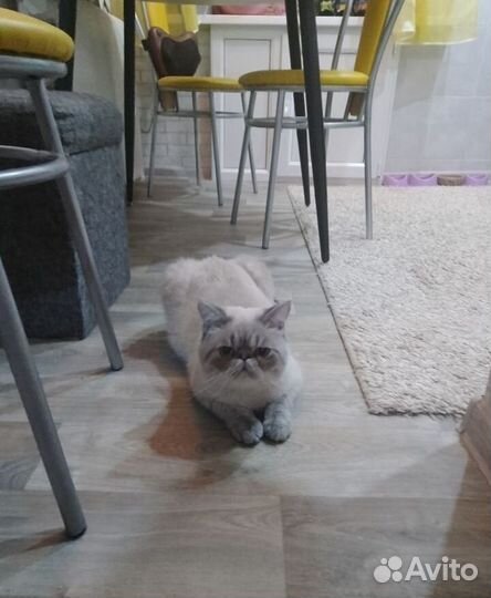 Экзот. Вязка