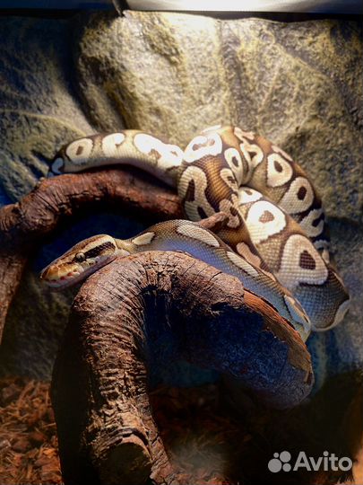 Передержка рептилий и амфибий