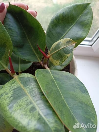 Фикус Шривериана