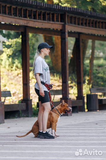 Дрессировка собак Воронеж