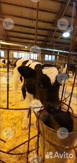 Телята, Бычки