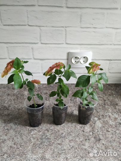 Белопероне