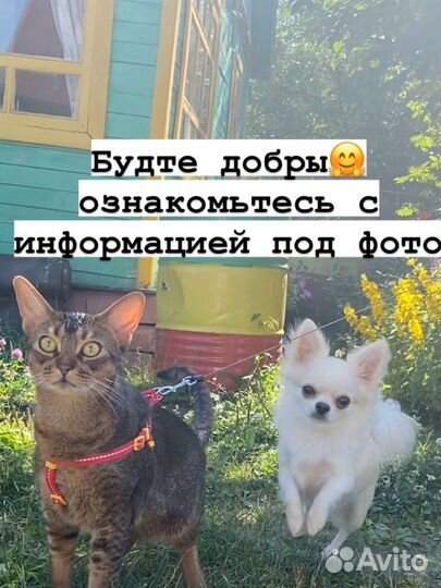 Передержка/Догситтер