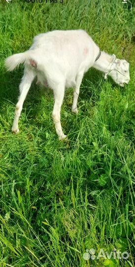 Коза ламанча