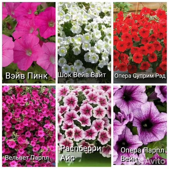 Ампельная петуния и Тайдалы