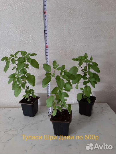 Туласи Кришна, Рама, Шри Деви, Индия Комнатные