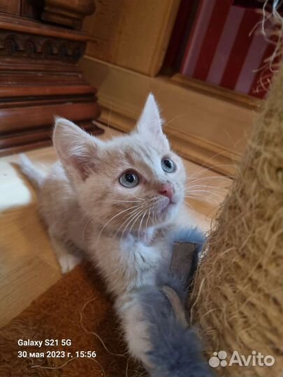 Рыжий котенок