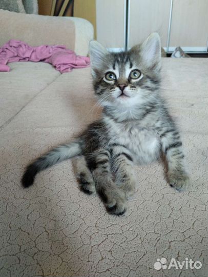 Котенок-мальчик в дар