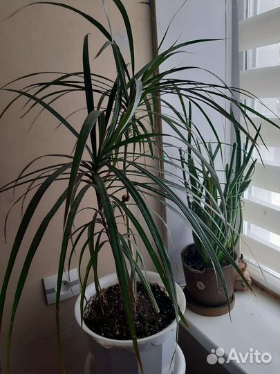 Антуриумы,Фикусы, Кливия, Сансеверия, Спатифиллумы