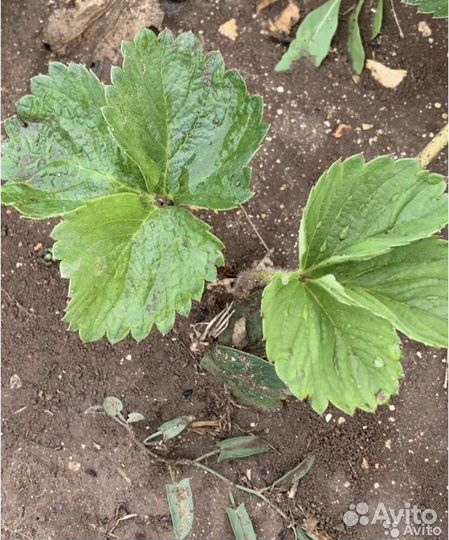 Принимаю заказы на рассаду клубники на осень