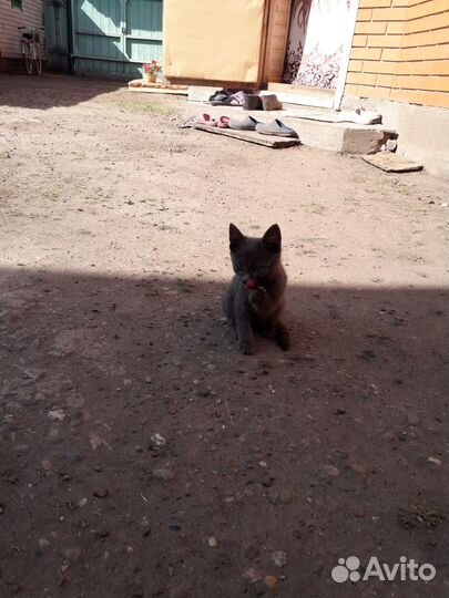 Котята в добрые руки мальчик, девочки