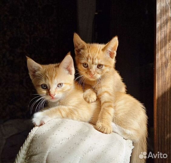 Котятки домашние, готовы к новоселью