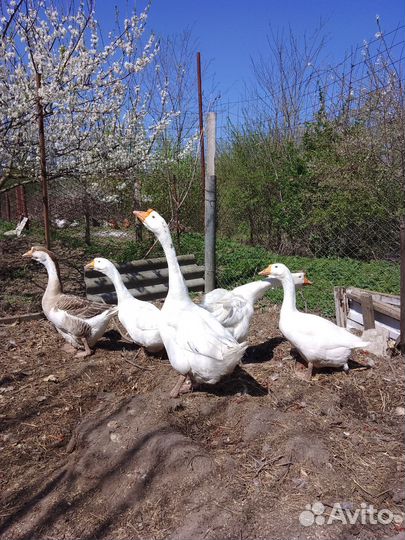 Инкубационное яйцо гусей